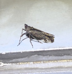 Orthopagus splendens