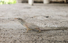 Anolis sericeus