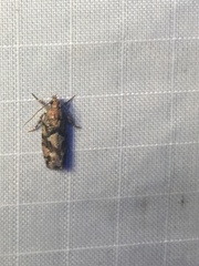 Zeiraphera canadensis