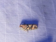 Zeiraphera canadensis