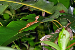 Basiliscus galeritus