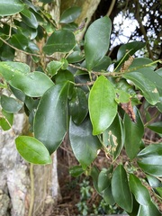 Ficus microcarpa, recorded vegetative