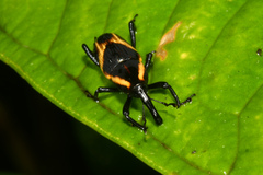 Cactophagus circumjectus