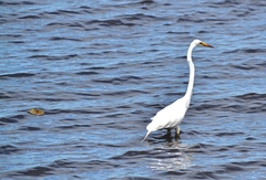Ardea alba