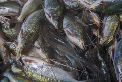 Pimelodus blochii
