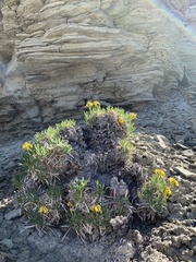 Stenotus armerioides