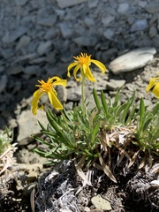 Stenotus armerioides