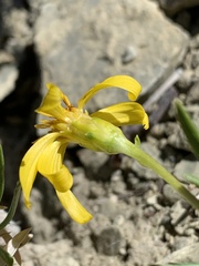 Stenotus armerioides