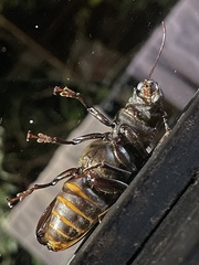 Aplagiognathus spinosus