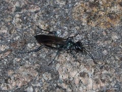 Chalybion japonicum