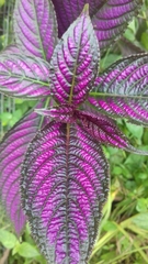 Strobilanthes auriculata