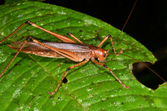 Tettigoniidae