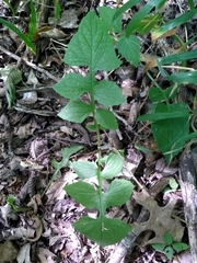 Lactuca canadensis