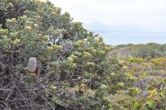 Banksia media