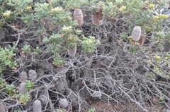 Banksia media