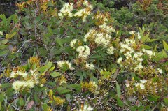 Eucalyptus redunca