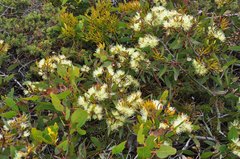 Eucalyptus redunca