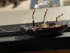 Aplagiognathus spinosus