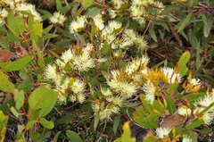 Eucalyptus redunca