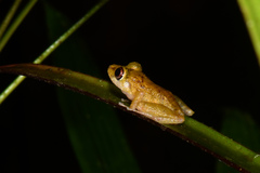 Pristimantis