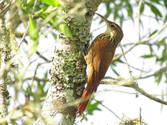 Lepidocolaptes falcinellus