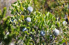 Isopogon trilobus