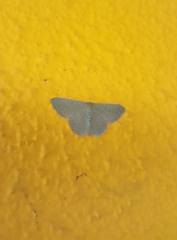 Phaiogramma faustinata