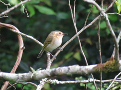Poecilotriccus plumbeiceps