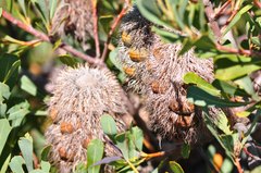 Banksia oreophila