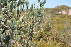 Melaleuca velutina