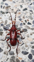 Dicelosternus corallinus