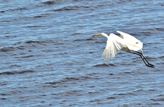 Ardea alba