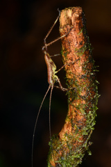 Tettigoniidae