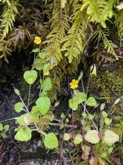 Erythranthe alsinoides