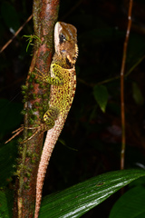 Enyalioides heterolepis