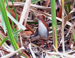 Laterallus leucopyrrhus