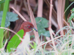 Laterallus leucopyrrhus