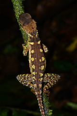 Enyalioides heterolepis