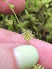 Mitella nuda