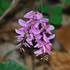 Indigofera kirilowii