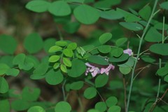 Indigofera kirilowii