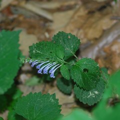 Scutellaria pekinensis
