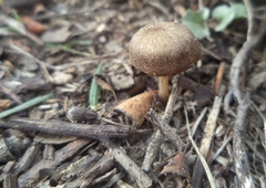 Agaricales