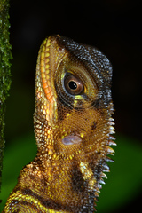 Enyalioides heterolepis