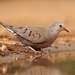 Common Ground Dove - Photo (c) Cheryl Rosenfeld, some rights reserved (CC BY-NC), uploaded by Cheryl Rosenfeld