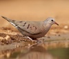 Common Ground Dove - Photo (c) Cheryl Rosenfeld, some rights reserved (CC BY-NC), uploaded by Cheryl Rosenfeld