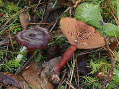Lactarius atrobadius