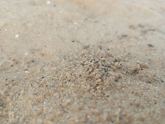 Insecta