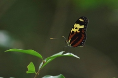 Mechanitis polymnia caucaensis