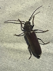 Arhopalus rusticus